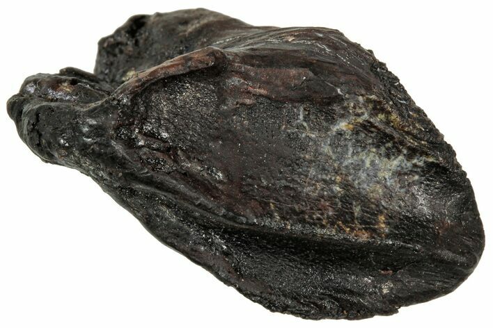 Unworn Fossil Dinosaur (Triceratops) Crown - Wyoming #358217